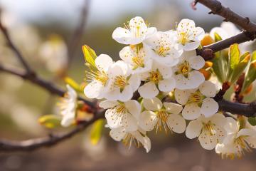 Plum_Blossoms_Yunnan_China_03