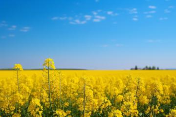 Rapeseed_Flowers_Yunnan_China_01