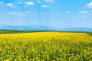Rapeseed_Flowers_Yunnan_China_02