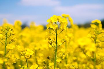 Rapeseed_Flowers_Yunnan_China_03