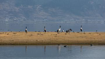 Shangrila_ black-necked_crane_yunnan_China