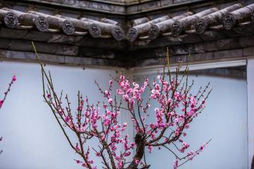 blooming_plum_in_Heilongtan_Kunming_yunnan_china