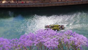 Blue_Jacaranda_Kunming_Yunnan_China_04