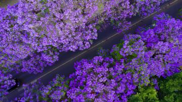 Blue_Jacaranda_Kunming_Yunnan_China_05