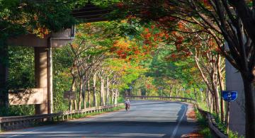 Laojun_Mountain_Rhododendron_Lijiang_Yunnan_China_02