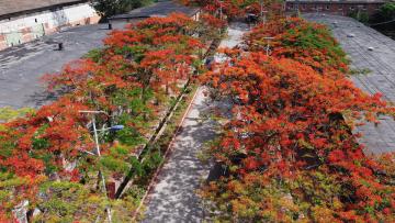 Flamboyant_Flowers_Yunnan_China_03