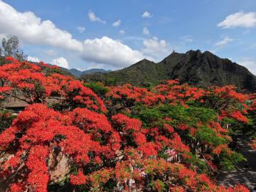 Flamboyant_Flowers_Yunnan_China_04