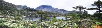 Laojun_Mountain_Rhododendron_Lijiang_Yunnan_China_01