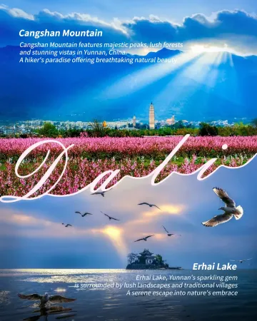 Migratory birds at Erhai Lake Wetland, Dali – a UNESCO-recognized habitat for black-headed gulls and rare waterfowl in Yunnan’s biodiverse alpine lake ecosystem.