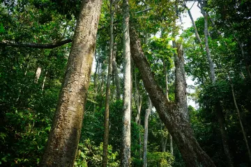 Dense tropical rainforest canopy in Xishuangbanna, showcasing Yunnan’s rich biodiversity and eco-tourism appeal.