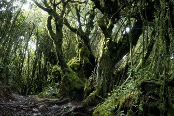 Dense tropical rainforest canopy in Xishuangbanna, showcasing Yunnan’s rich biodiversity and eco-tourism appeal.