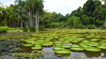 Rare tropical plants and exotic flowers in Xishuangbanna Tropical Botanical Garden—China’s premier rainforest research park.